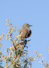 Toxostoma bendirei