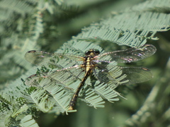 Austrogomphus ochraceus