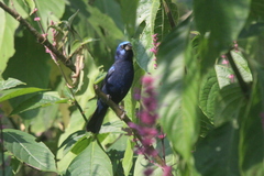 Cyanocompsa parellina