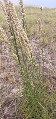 Pterocaulon virgatum