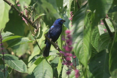 Cyanocompsa parellina