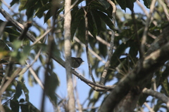 Vireo leucophrys