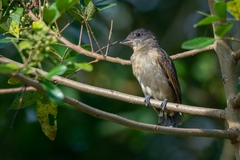 Pachyramphus validus