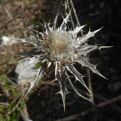 Eryngium amethystinum