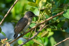 Pachyramphus validus