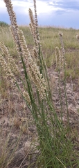 Pterocaulon virgatum
