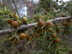 Juniperus oxycedrus