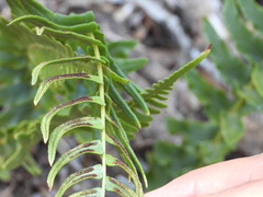 Blechnum hastatum
