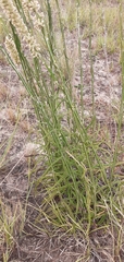 Pterocaulon virgatum