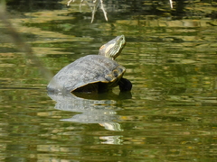 Trachemys hartwegi