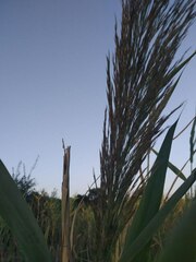 Phragmites australis