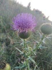 Cirsium