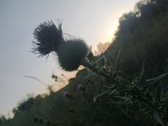 Cirsium