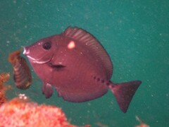 Prionurus microlepidotus