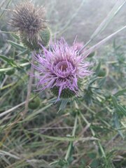 Cirsium