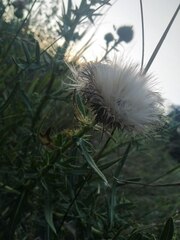 Cirsium