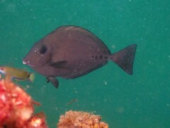 Prionurus microlepidotus