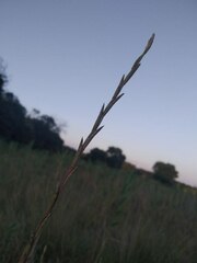 Elymus repens