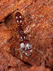 Amblyopone australis