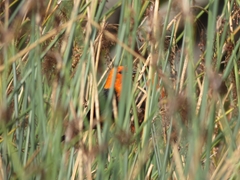 Amblyramphus holosericeus