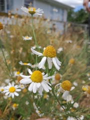 Anthemis