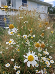 Anthemis