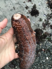 Apostichopus californicus