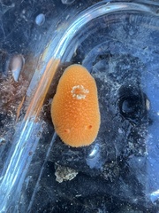 Acanthodoris lutea