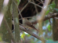 Lathrotriccus euleri