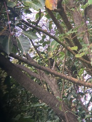 Phainoptila melanoxantha