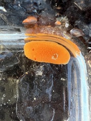 Acanthodoris lutea