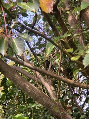 Phainoptila melanoxantha