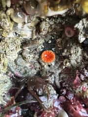 Balanophyllia elegans