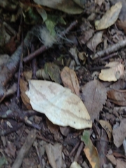 Syncirsodes