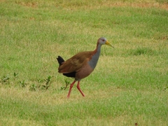 Aramides ypecaha