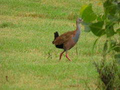 Aramides ypecaha