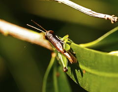 Methiolopsis geniculata