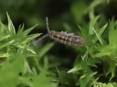 Isotomurus