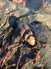 Atrimitra idae