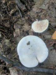 Russula brevipes brevipes