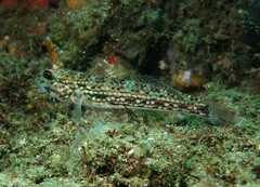 Istigobius hoesei