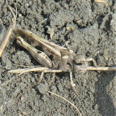 Encoptolophus costalis