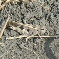 Encoptolophus costalis