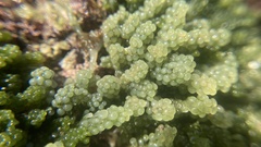 Caulerpa