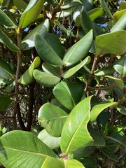 Miconia impetiolaris