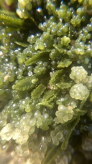 Caulerpa