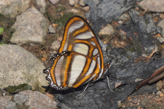 Metamorpha elissa