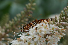 Euphydryas