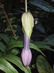 Passiflora cumbalensis
