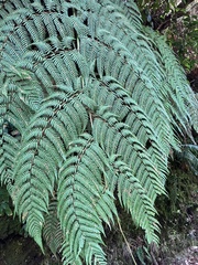 Lophosoria quadripinnata